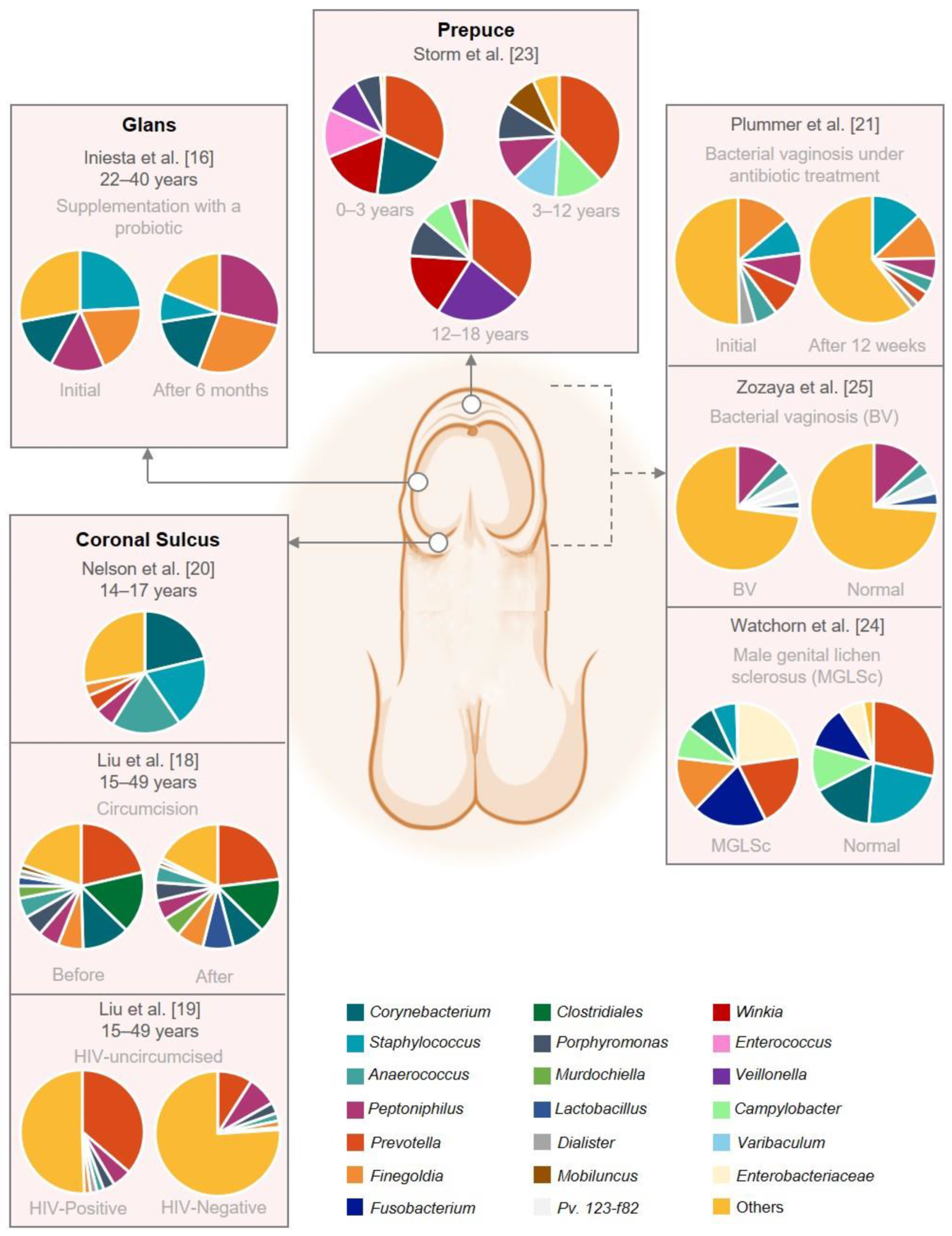 Graphical representation of the male genital mucosa microbiome composition. This figure was based on eight studies that reported the abundance on genus level. The remaining studies did not have raw abundance data available. The figure was created with BioRender.com (accessed on 16 September 2022).