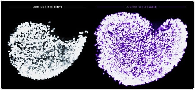 This image displays the dramatic increase in the endowment of immature egg cells in newborn mice when the Fetal Oocyte Attrition is prevented from occurring. Shown in white is an ovary exposed to normal physiological activity of the jumping gene LINE-1. Shown in purple is an ovary that