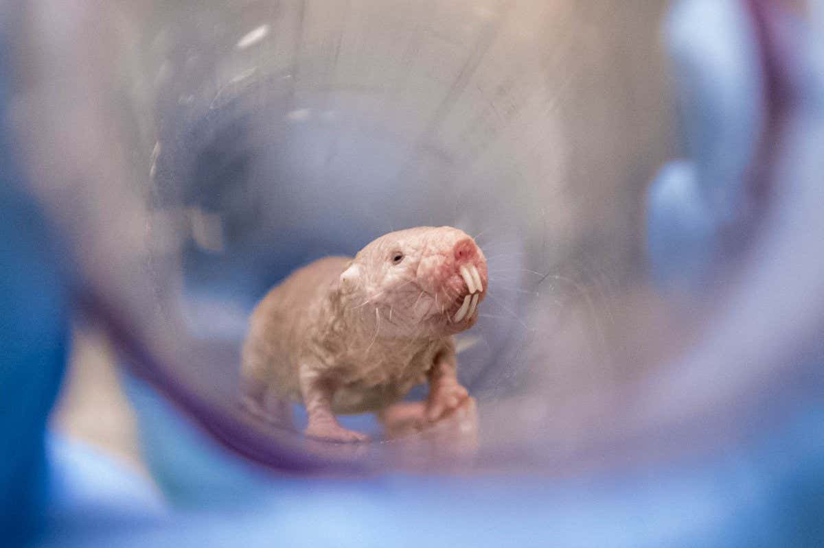 Ratas topo desnudas revelan los secretos biológicos de la fertilidad de por vida