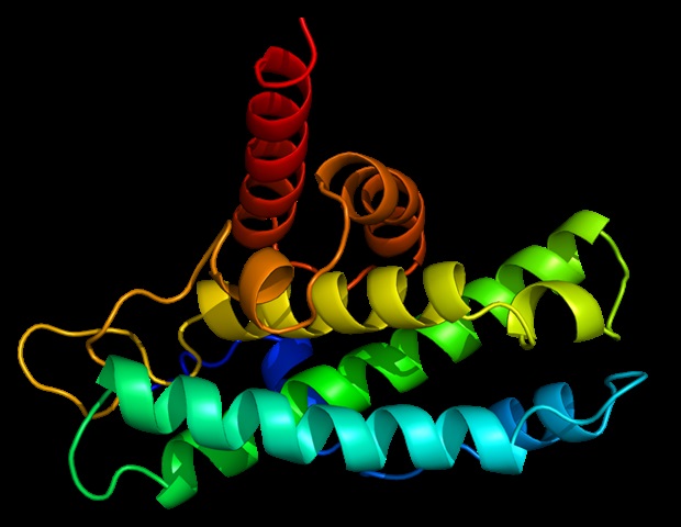 Un estudio arroja nueva luz sobre una proteína clave implicada en el proceso de espermiación