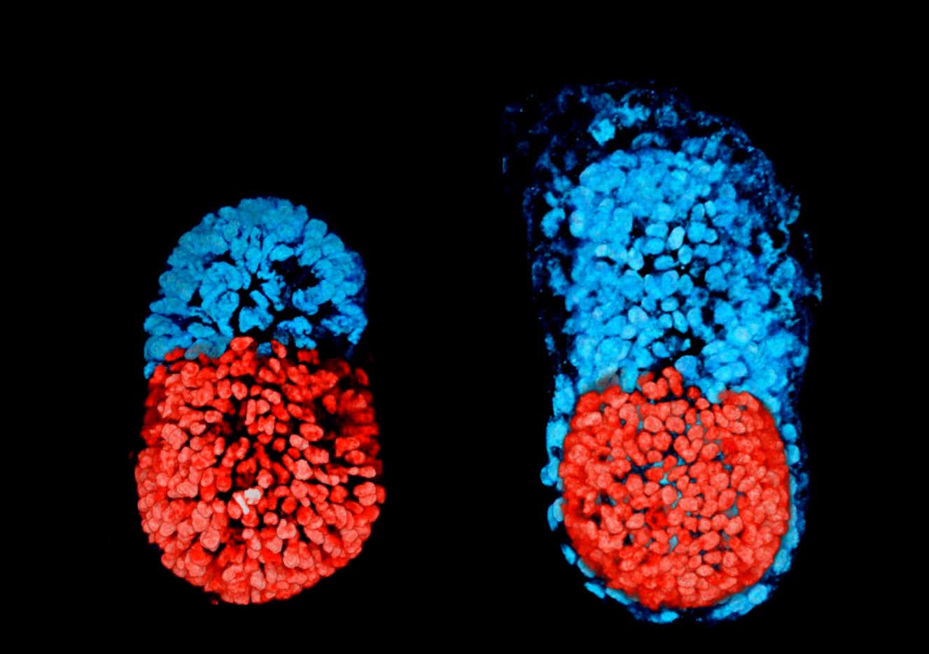 Embrión artificial cultivado en una placa a partir de dos tipos de células madre