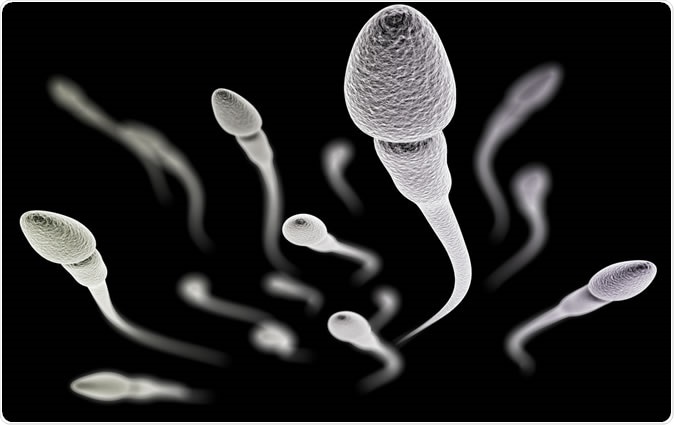 Visualization of the sperm with (electronic microscope simulation) - Illustration Credit: 3dmotus / Shutterstock