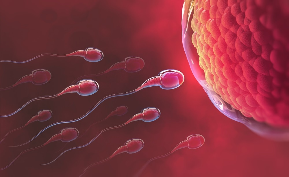 Un importante descubrimiento sobre la infertilidad masculina podría conducir a nuevos tratamientos