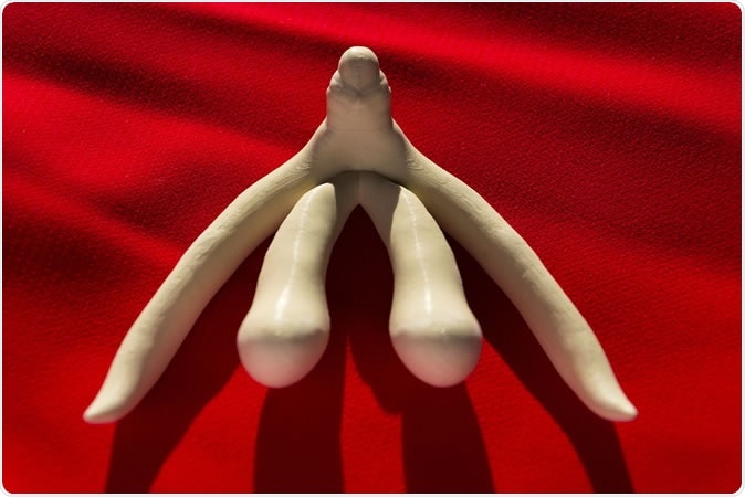 3d printed model of female sex organ clitoris. Image Credit: josefkubes / Shutterstock