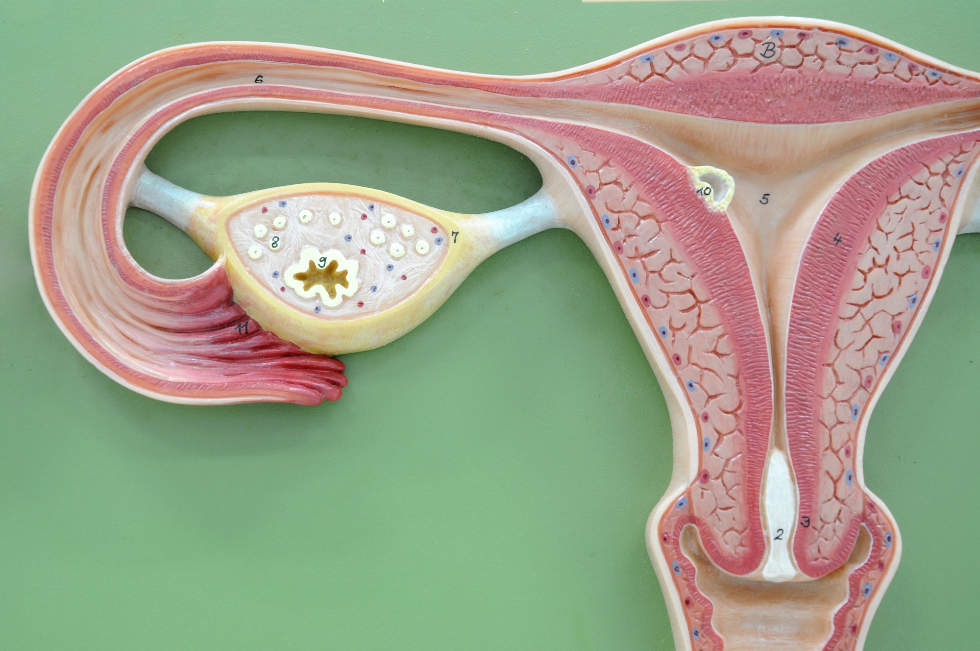 Efectos del estrés oxidativo en la fertilidad femenina