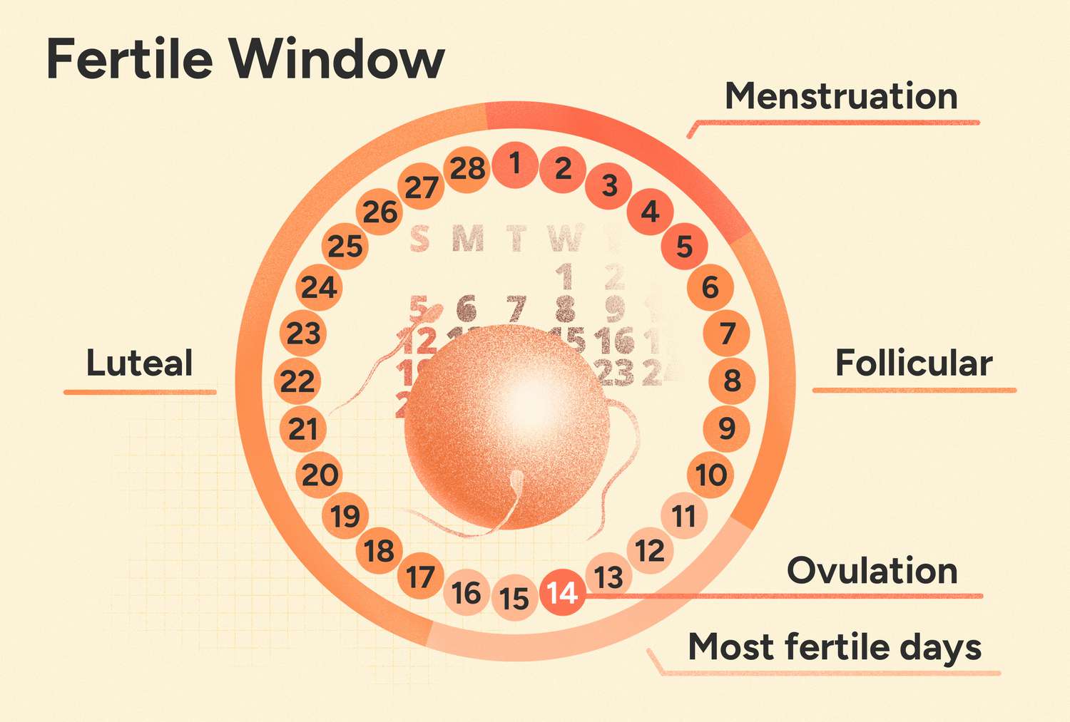 Cómo controlar los días fértiles con una calculadora de ovulación 