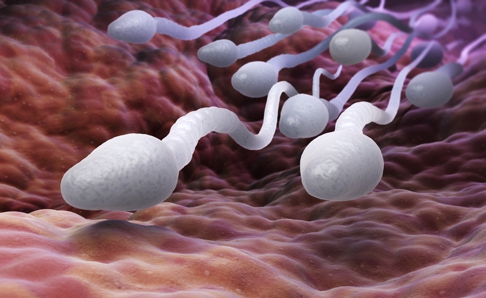 Study: Cylicins are a structural component of the sperm calyx being indispensable for male fertility in mice and human. Image Credit: Tatiana Shepeleva/Shutterstock.com Study: Cylicins are a structural component of the sperm calyx being indispensable for male fertility in mice and human. Image Credit: Tatiana Shepeleva/Shutterstock.com