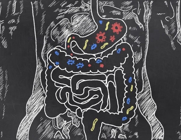 Estudio: Las interacciones de los microbios en el sistema gastrointestinal tienen grandes efectos en la salud
