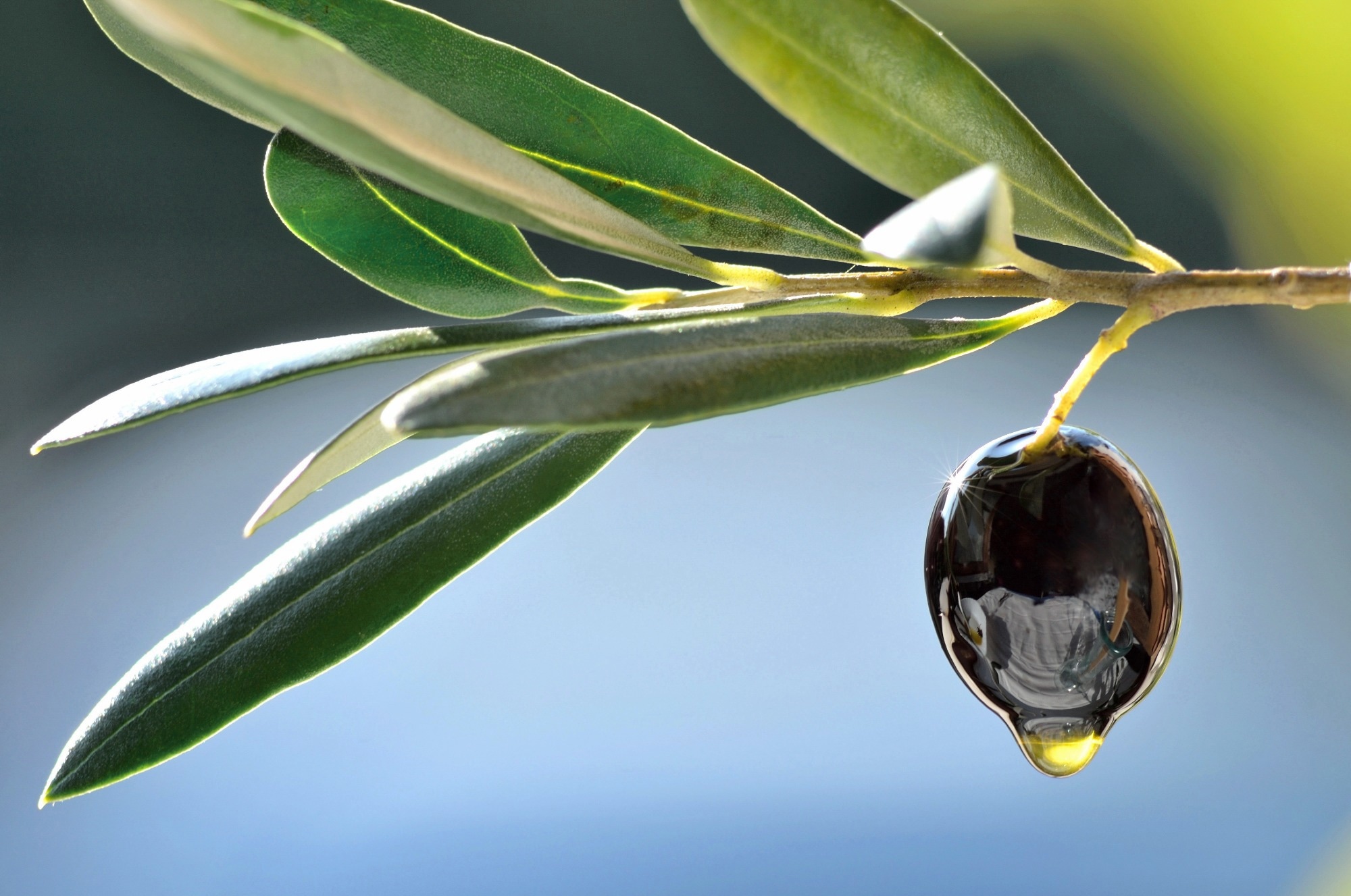 Study: Influence of the Mediterranean diet on seminal quality—a systematic review. Image Credit: leonori / Shutterstock