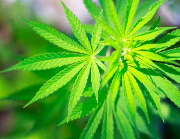El cannabis medicinal alivia decenas de síntomas de salud, según un estudio