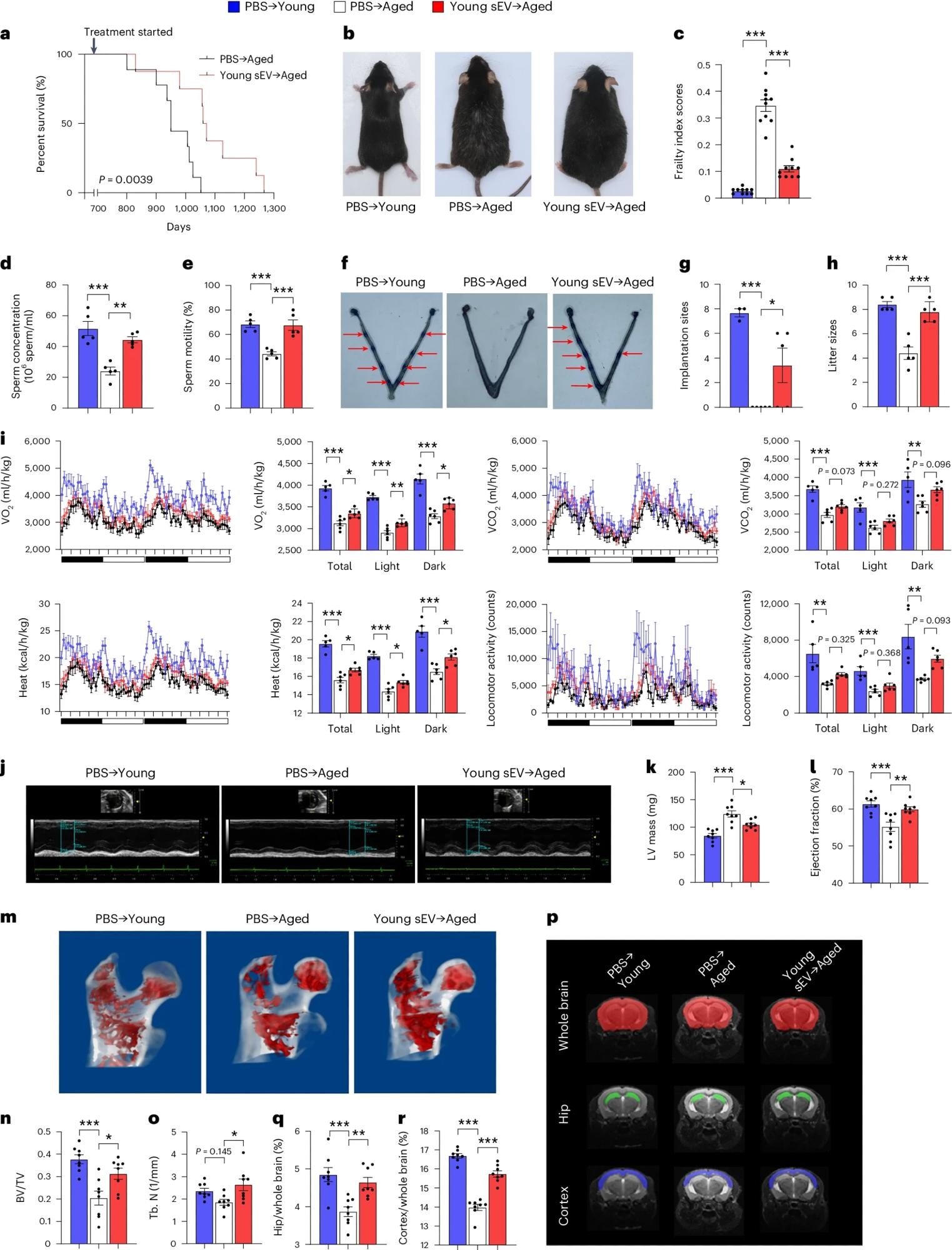 Aged male mice (20 months) were intravenously injected with 200 μl of PBS or young sEVs (2 months) once a week, and they were monitored to determine either the survival time or whole-body physiology. Young male mice (2 months) were simultaneously injected with PBS to serve as a control group. a, Kaplan–Meier survival curves in each group (n = 8–9). b, Representative images of mice in each group after 7 months of treatment. c, Mean frailty index scores in each group after 4 months of treatment (n = 10). d,e, Sperm counts and motility in each group (n = 5). f,g, The number of implantation sites visible as blue bands in the uterus of female mice that were mated with the male mice from each group. Representative images (red arrows indicate implantation sites) and quantitative data (n = 3 for PBS → Young; n = 5 for else) are shown. h, The number of offspring sired by the male mice in each group (n = 5). i, Indirect calorimetry measurements of O2 consumption, CO2 release, heat production and locomotor activity in each group (n = 5 for PBS → Young; n = 6 for else). j–l, Echocardiographic measurements of cardiac dimensions and indices of cardiac function in each group. Representative M-mode echocardiographs and quantitative values of LV mass and EF (n = 8) are shown. m–o, Micro-CT analysis of the trabecular microarchitecture of the proximal femur in each group. Representative 3D images of the proximal femur and quantitative values of BV/TV and Tb.N (n = 8) are shown. p–r, MRI-based morphometric analyses of the hippocampus and cortex in each group. A representative MRI scan of a slice is shown, and the volume ratios (hippocampus/whole brain and cortex/whole brain) were calculated (n = 8). Significance was determined using the log-rank test in a and using one-way ANOVA followed by Dunnett’s multiple comparison test in c–e, g–i, k, l, n, o, q and r. *P < 0.05, **P < 0.01 and ***P < 0.005.