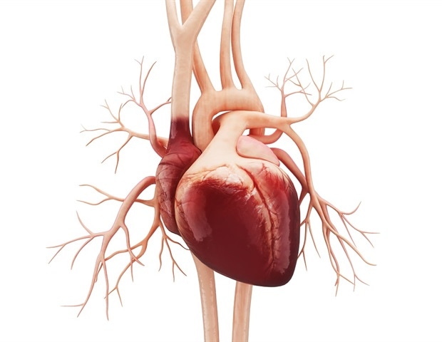 Un estudio halla la causa y los antecedentes de la disección espontánea de la arteria coronaria
