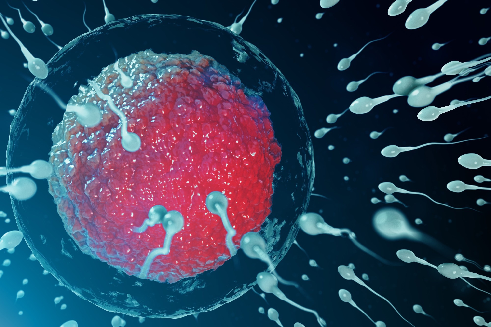 El estrés reduce la motilidad del esperma al alterar las mitocondrias