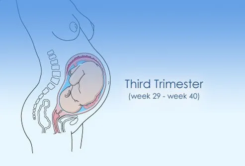 Tercer trimestre
