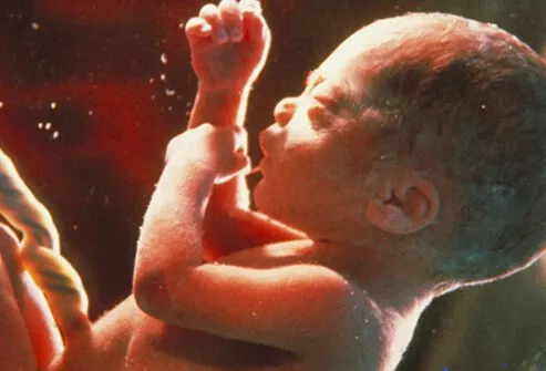 El feto humano a los 8 meses, casi a término.